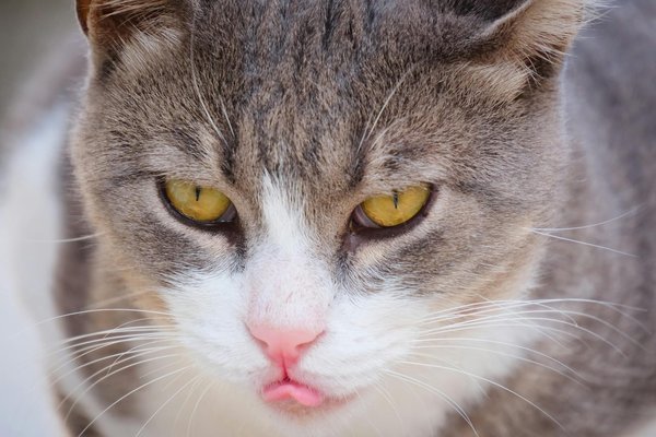 Revolutionizing Robotic Agility: How Artificial Muscle Technology Transforms Dexterity